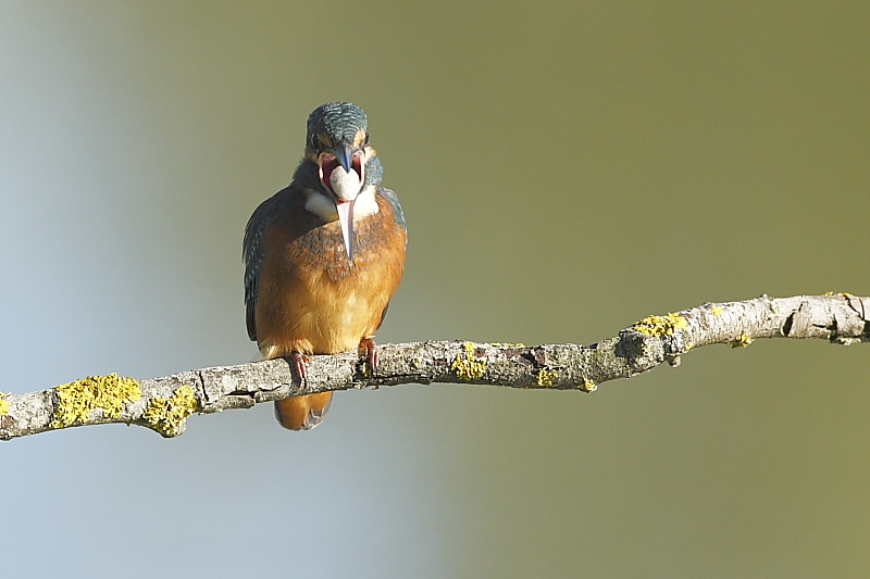 Stranezza del Martin pescatore